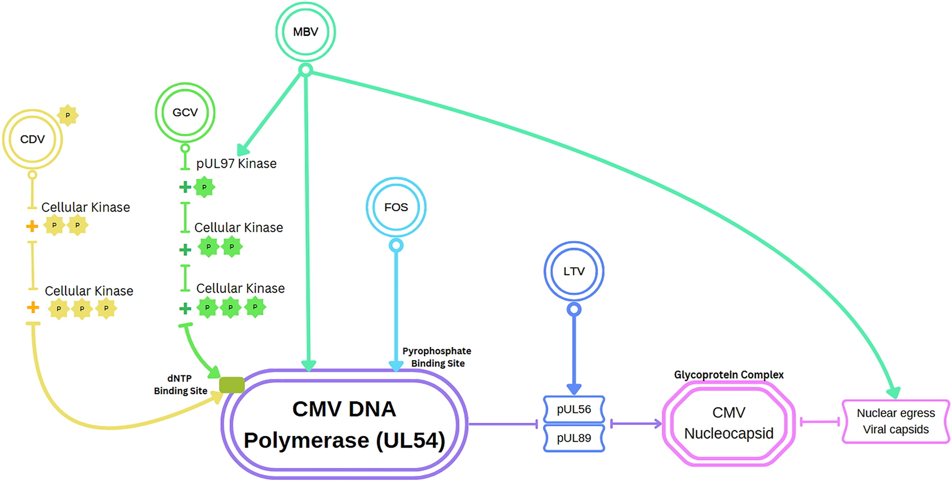 Tackling CMV in Transplant Recipients: Past, Present, and Future