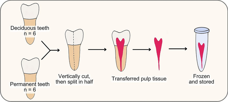 Proteomic analysis of dental pulp from deciduous teeth in comparison to permanent teeth: an in-vitro study