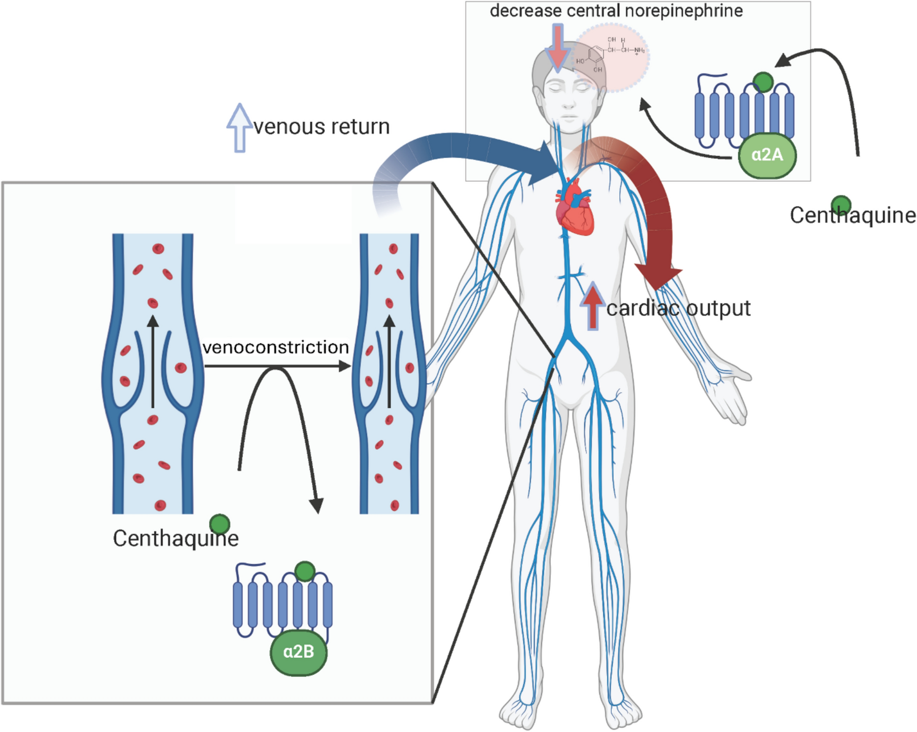 Therapeutic Potential of Centhaquine Citrate, a Selective Alpha-2B Adrenoceptor Agonist, in the Management of Circulatory Shock
