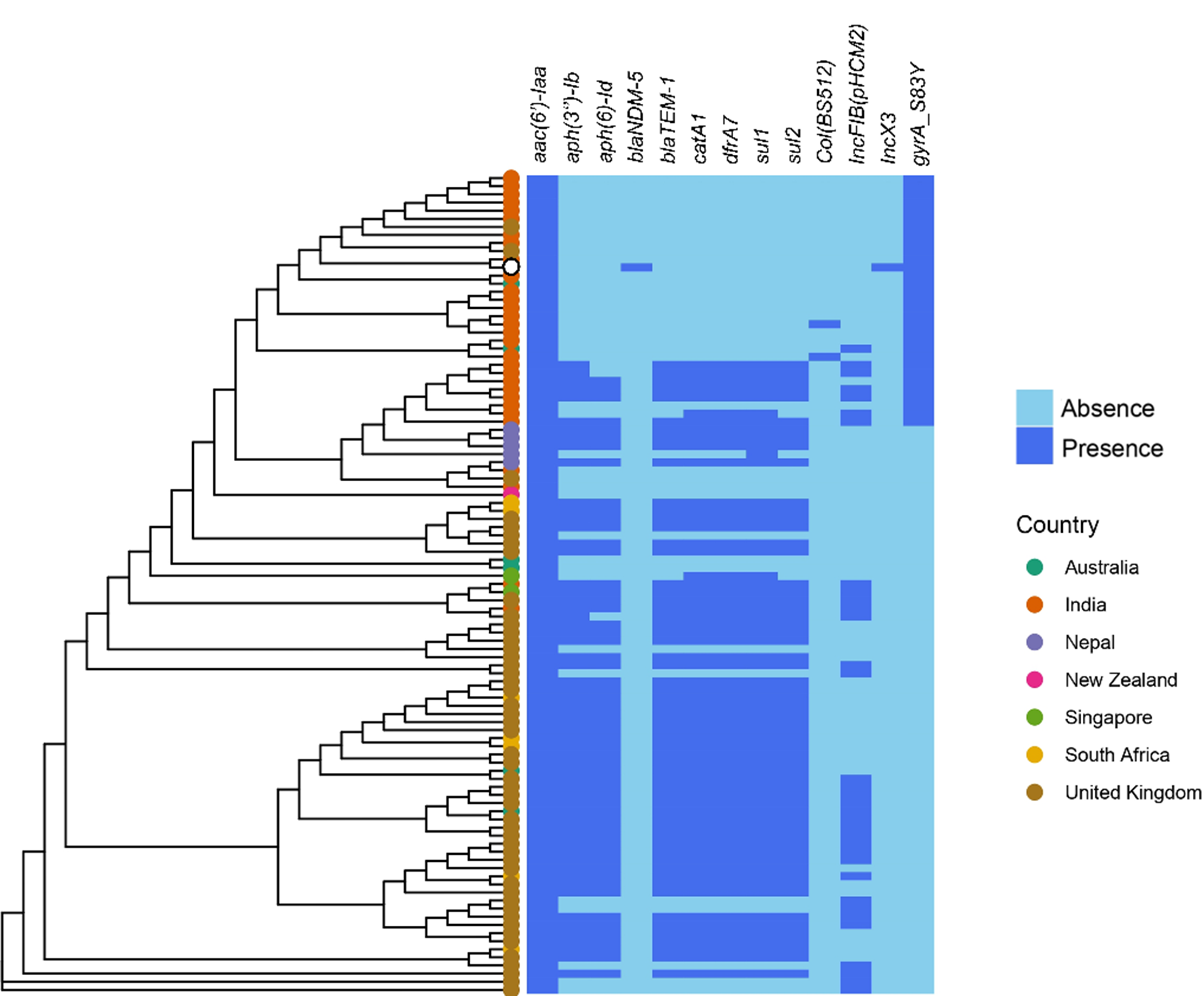 Genomic perspectives on NDM  Typhi, and a case report from India