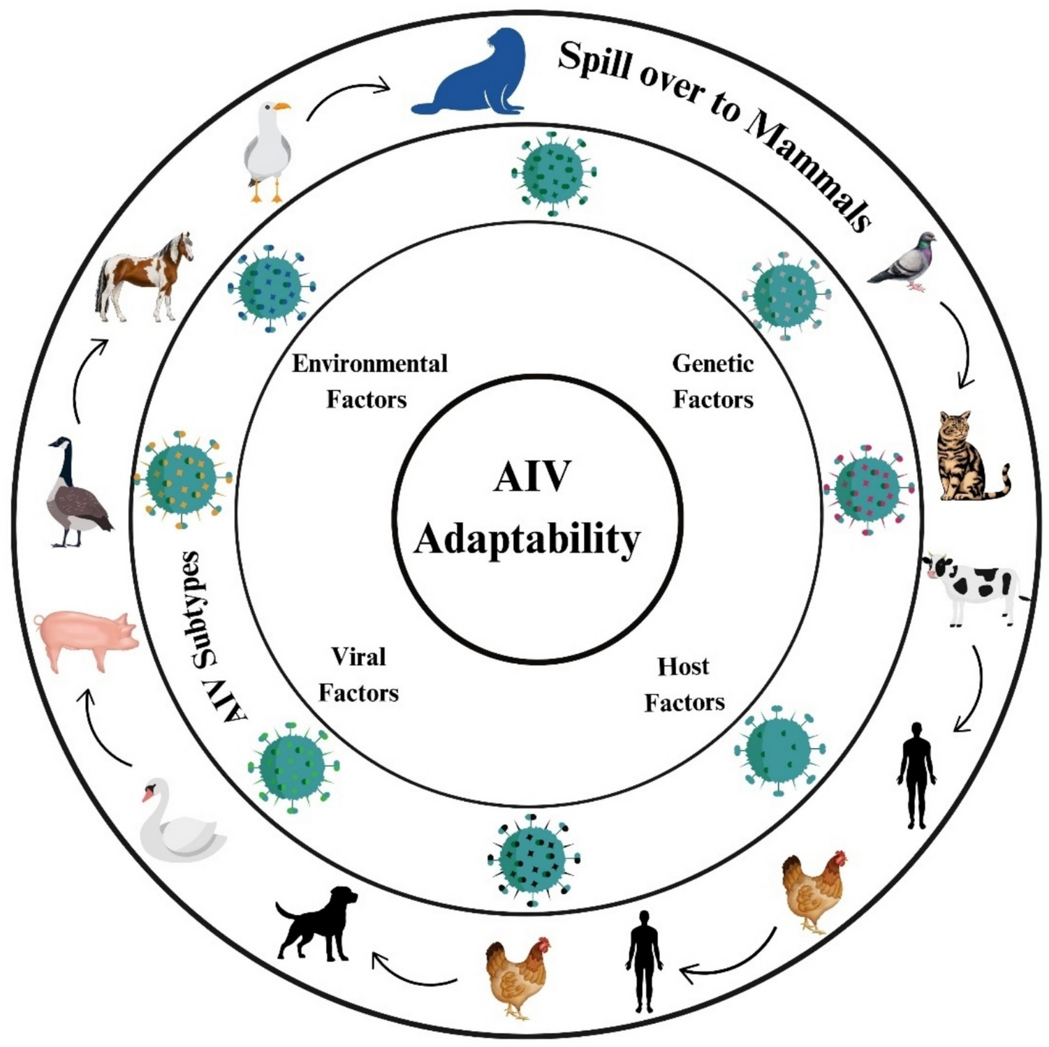 Molecular and ecological determinants of mammalian adaptability in avian influenza virus