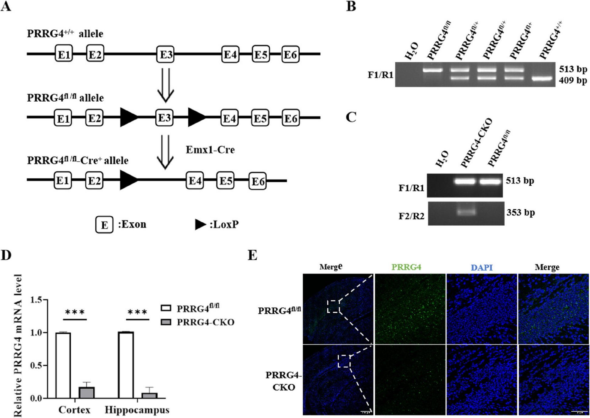 PRRG4 Brain-Specific Conditional Knockout Mice Display Autism Spectrum Disorder-Like Behaviors