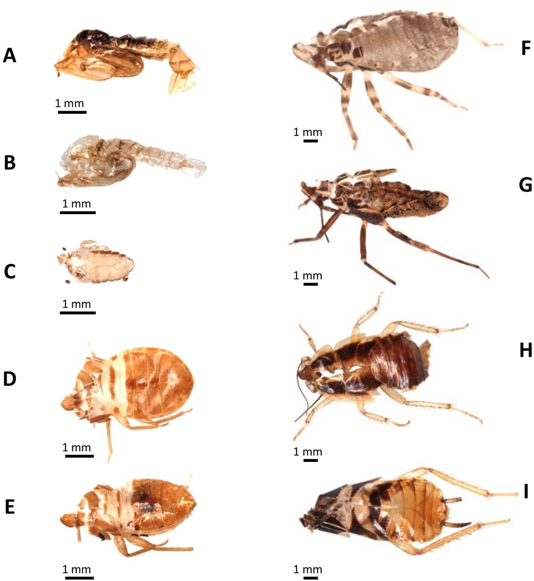 Assessment of MALDI-TOF MS for Arthropod Identification Based on Exuviae Spectra Analysis