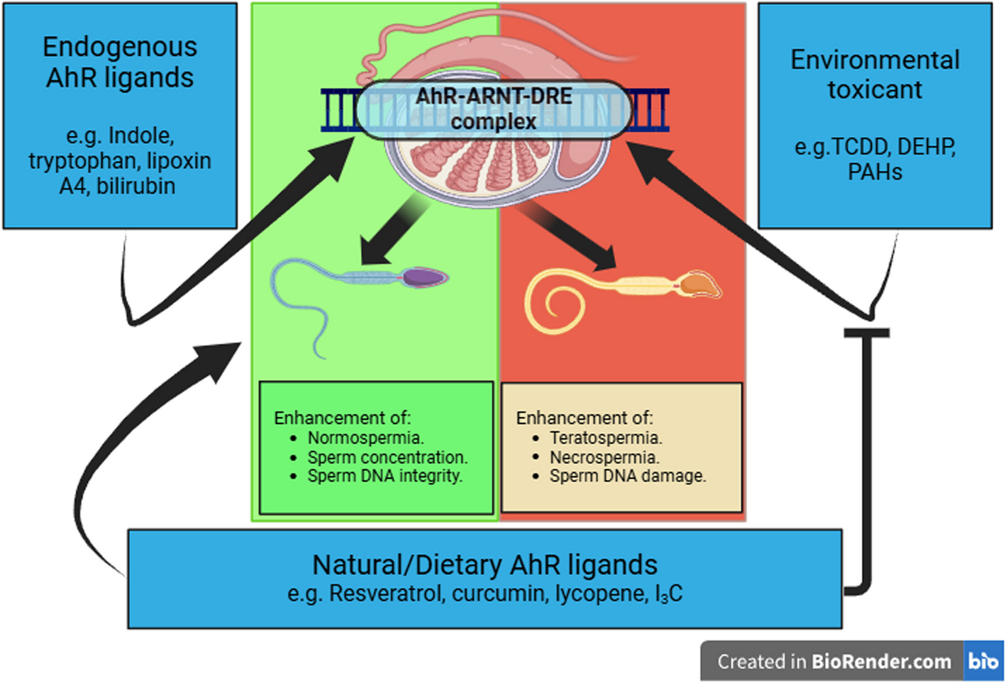 The aryl hydrocarbon receptor: a new frontier in male reproductive system