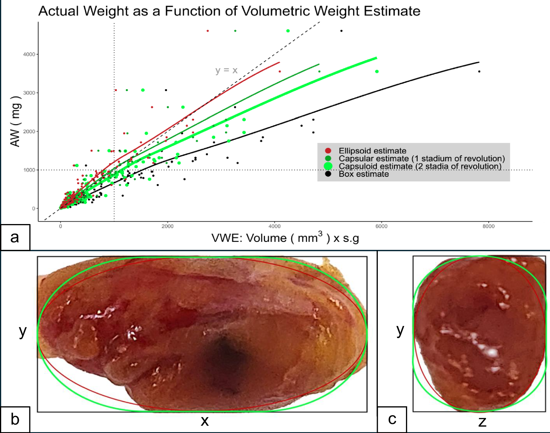 Parathyroid weight estimation: beyond ellipsoid volume