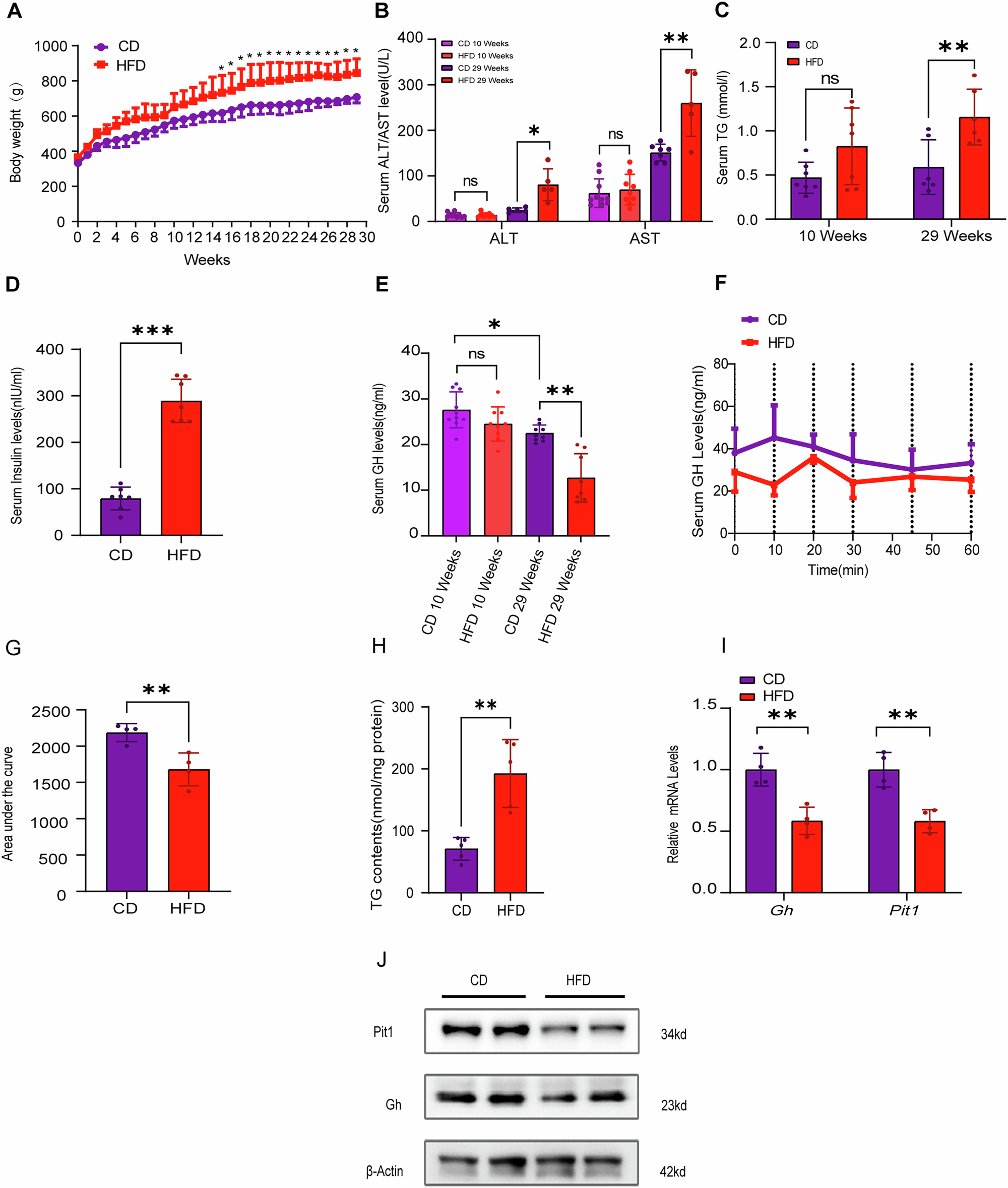 A high-fat diet suppresses growth hormone synthesis and secretion by influencing the Vit D receptor and Pit1