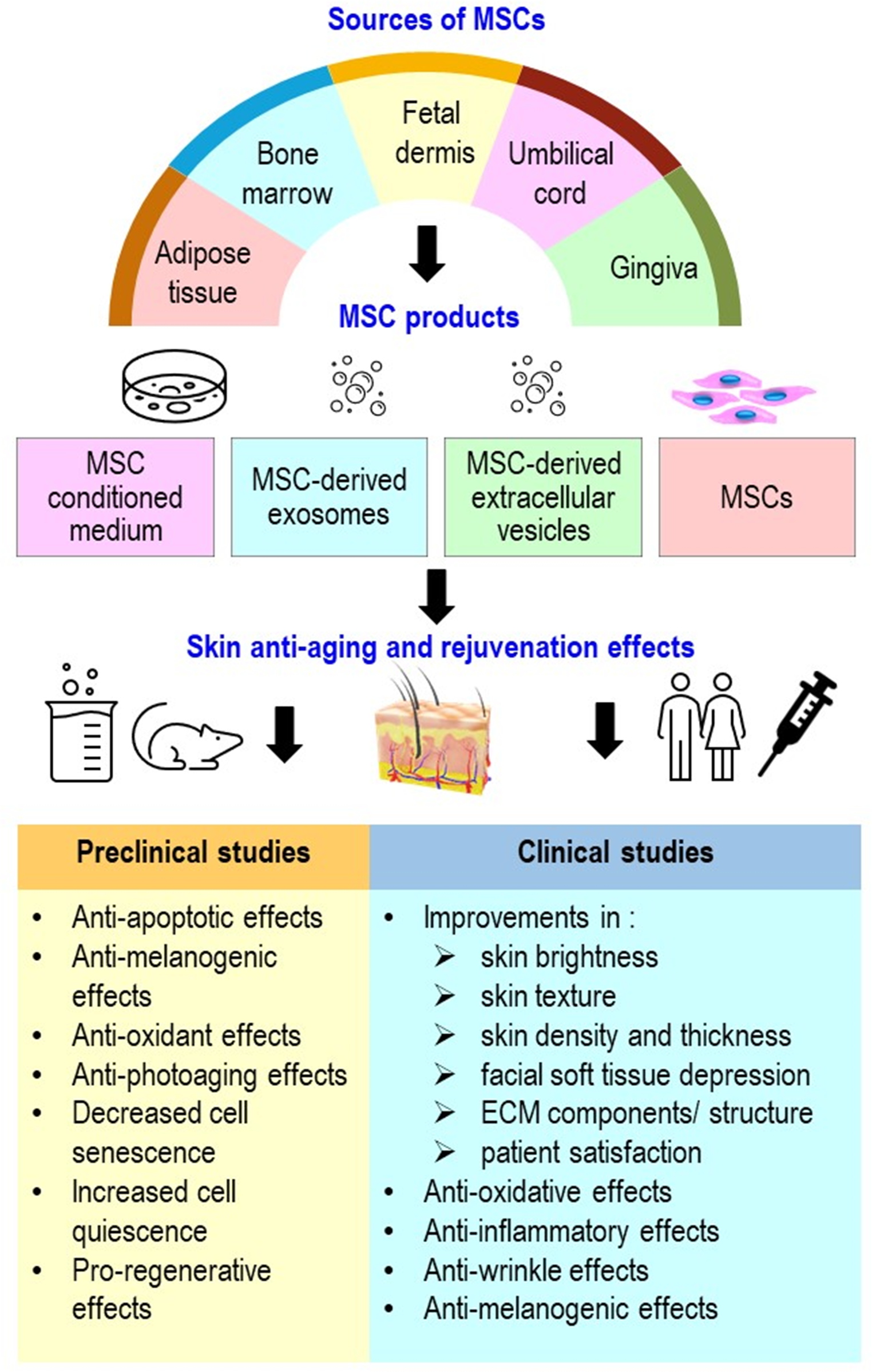 Role of Mesenchymal Stem Cells in Skin Aging and Damage: Insights from Recent Preclinical and Clinical Studies
