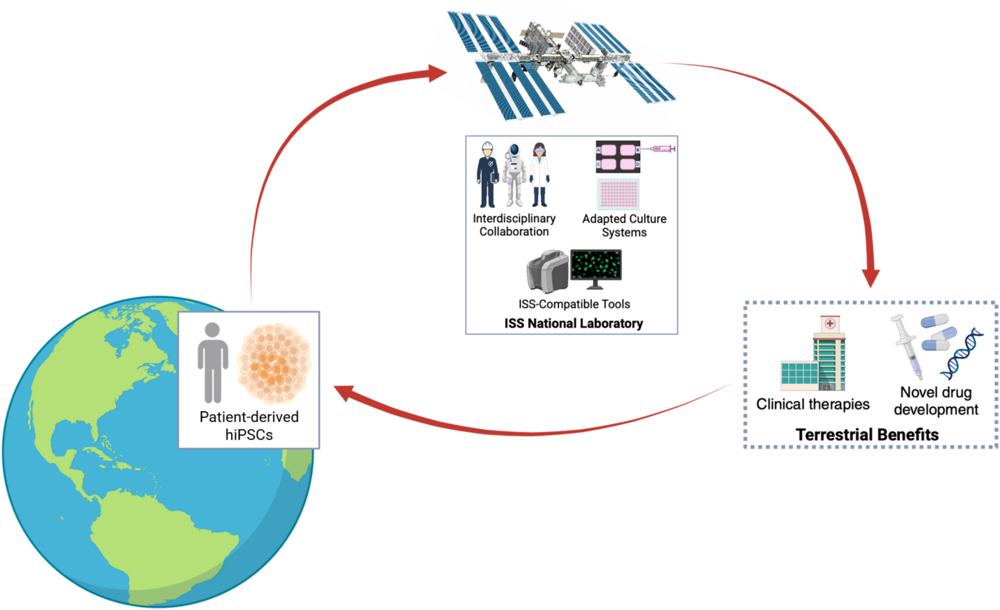 Human Induced Pluripotent Stem Cells for Advancing Regenerative Medicine in Space