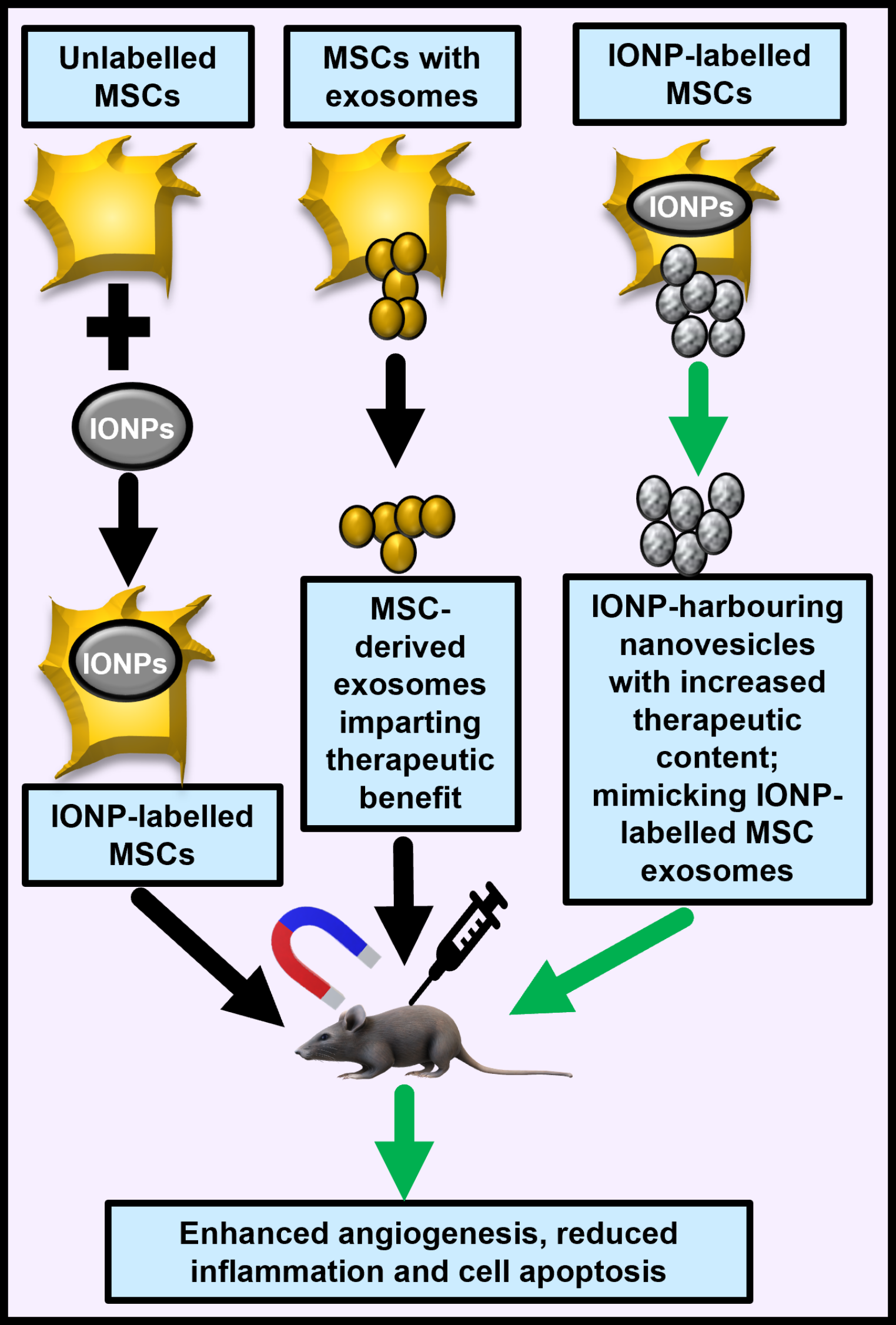 Iron-oxide-nanoparticle-tagged Mesenchymal Stem Cell Exosomes in Therapeutics