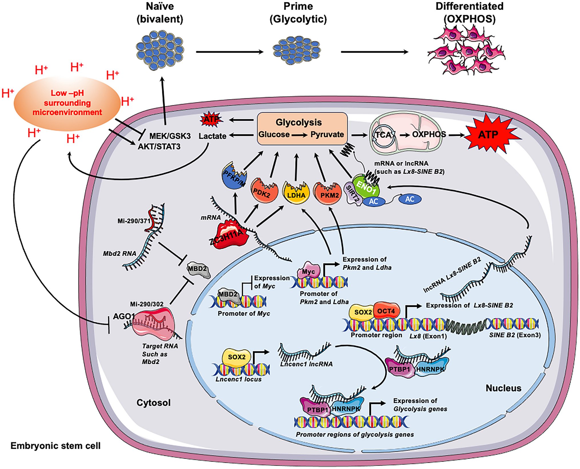 RNA-Mediated Regulation of Glycolysis in Embryonic Stem Cell Pluripotency and Differentiation