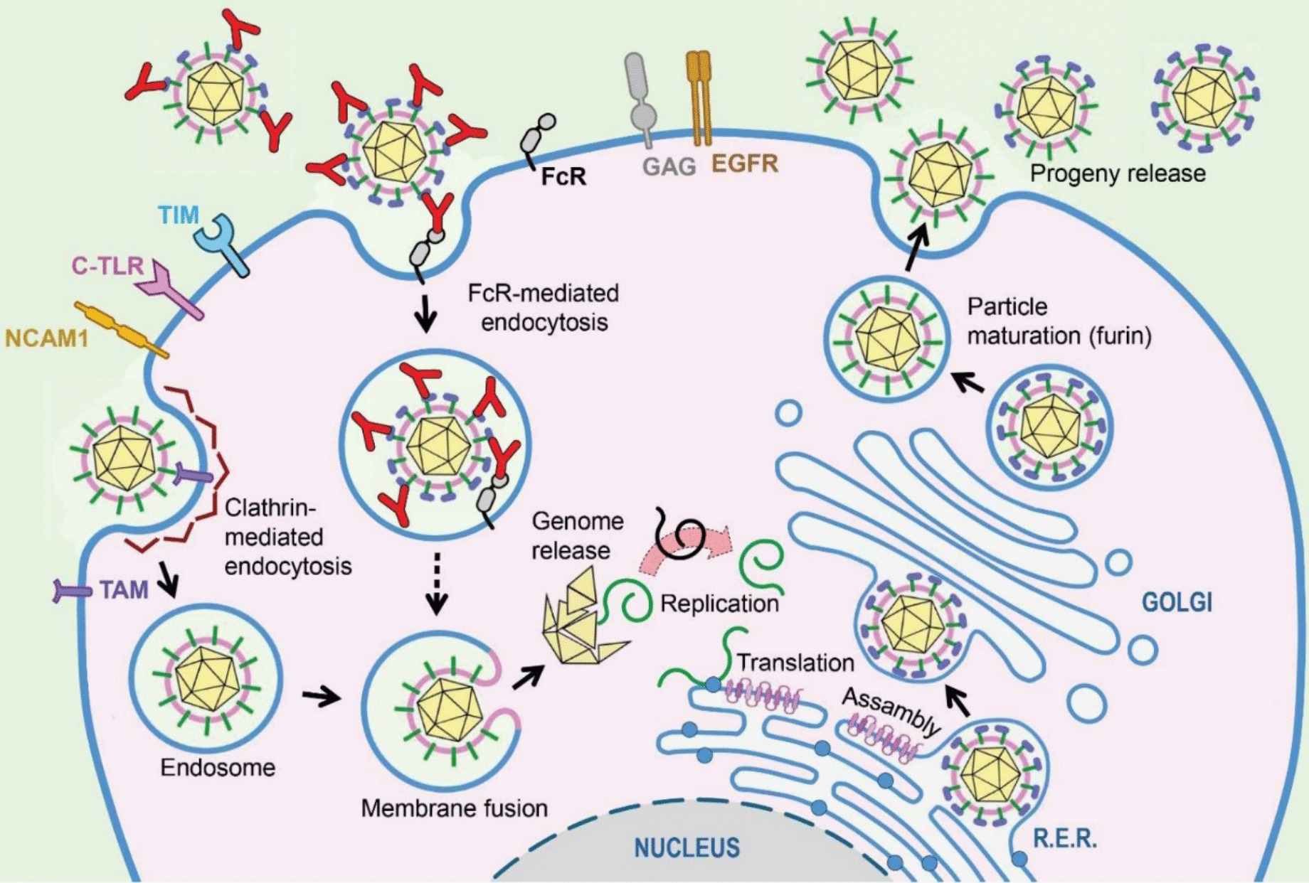 Unlocking the Gate: Keys to Understanding Zika Virus Interactions with Human Cell Receptors