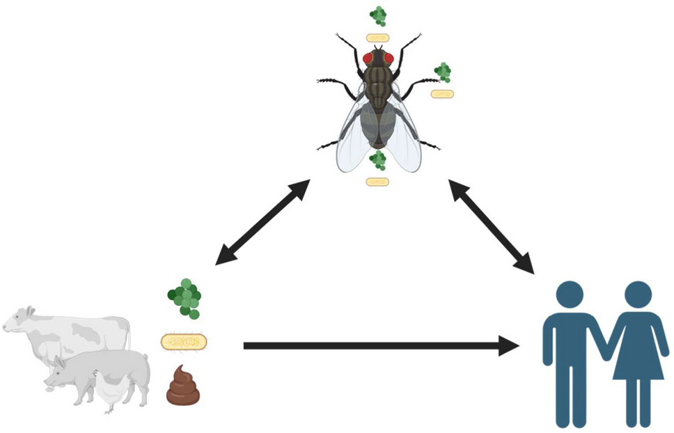 Implicated in the Ecology of the Extended-spectrum Beta-lactamase-producing  (ESBL-EC)