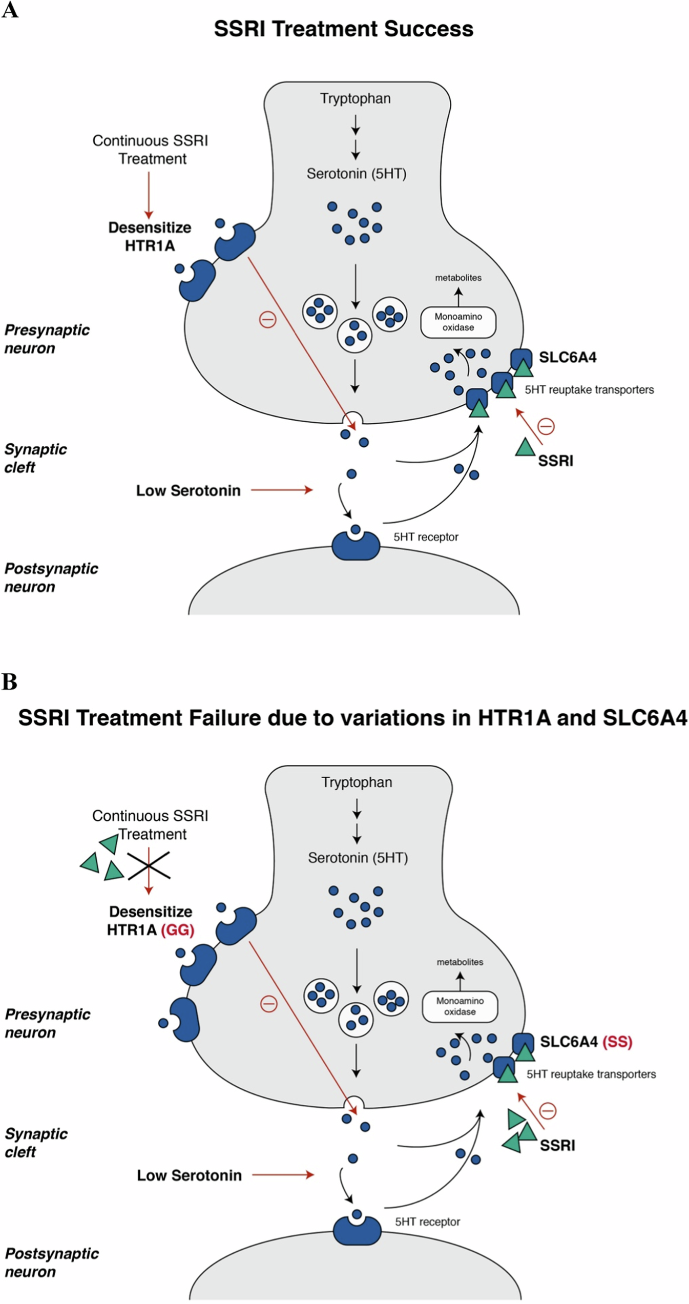 The interplay between SLC6A4 and HTR1A genetic variants that may lead to antidepressant failure