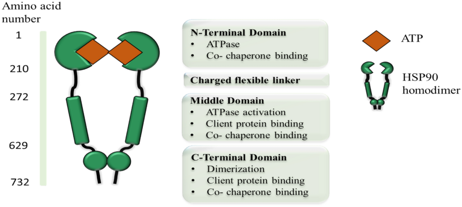 HSP90 and the cancer transcriptome: a comprehensive review of inhibitors and mechanistic insights