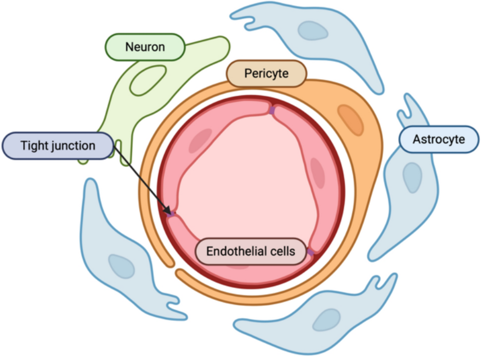 The curse of blood–brain barrier and blood–tumor barrier in malignant brain tumor treatment