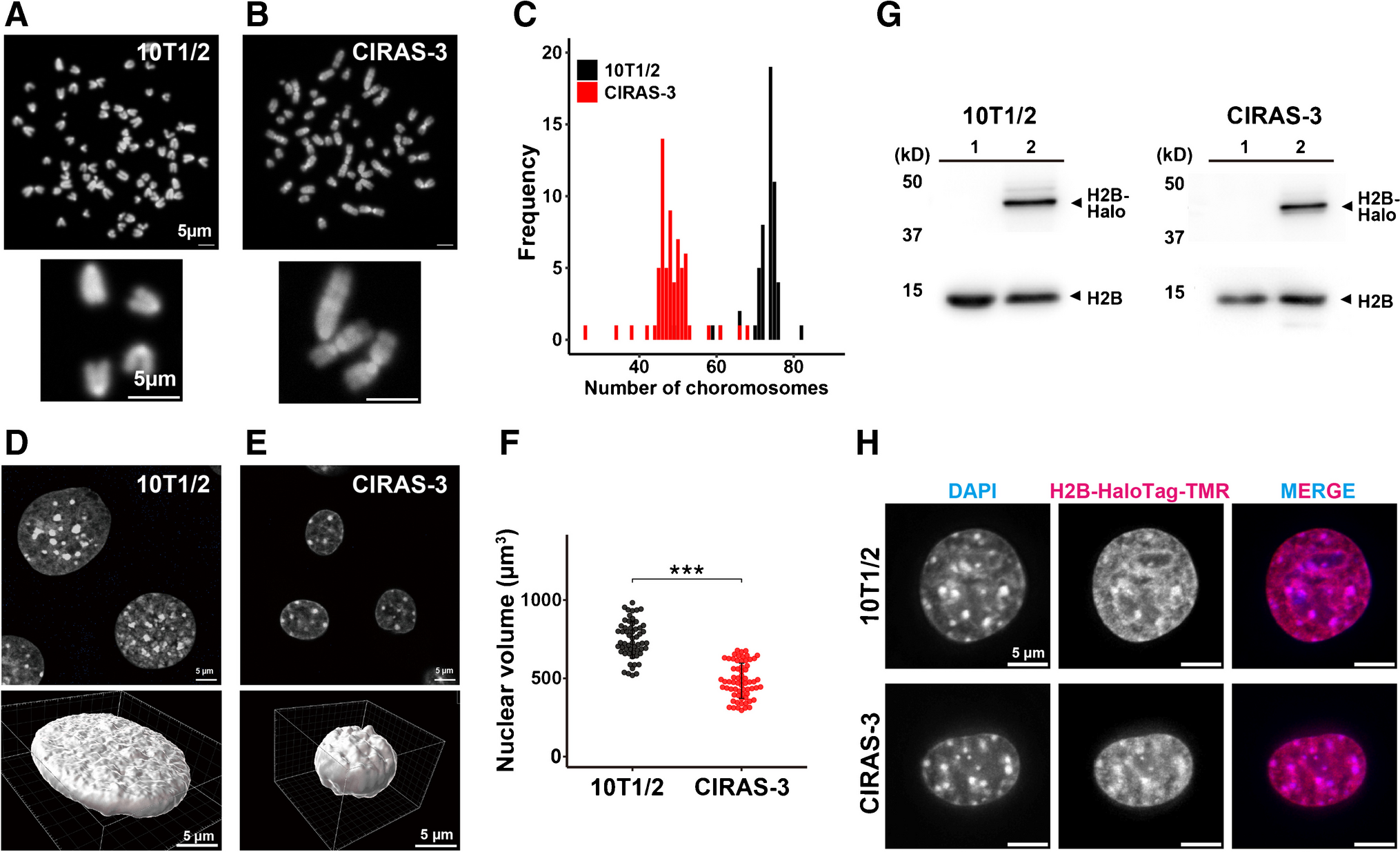 Chromatin organization and behavior in -transformed mouse fibroblasts
