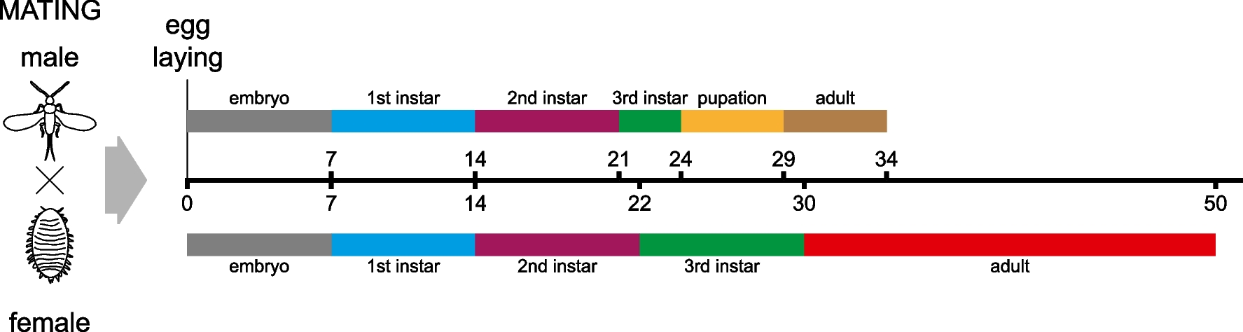 H3K9 and H4K20 methyltransferases are directly involved in the heterochromatinization of the paternal chromosomes in male  embryos