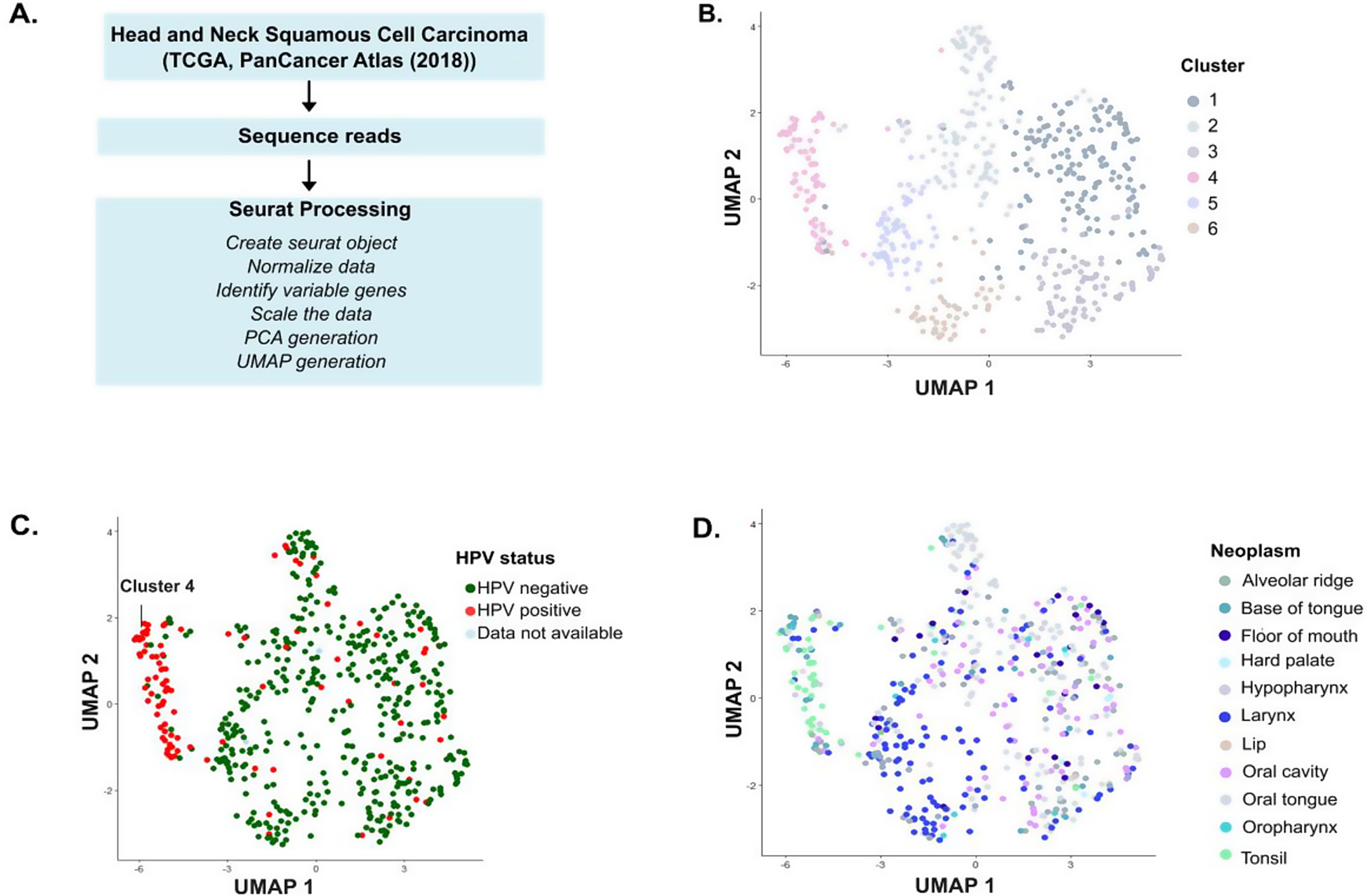 Analysis of divergent gene expression between HPV + and HPV- head and neck squamous cell carcinoma patients