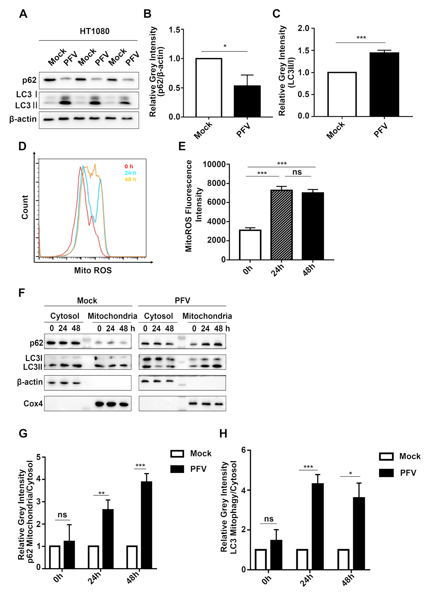 Retroviral foamy virus gag induces parkin-dependent mitophagy