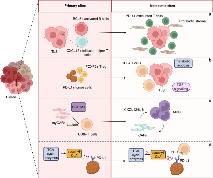 Spatial omics technology potentially promotes the progress of tumor immunotherapy