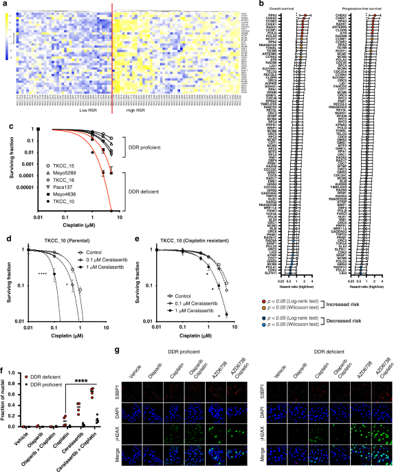 Sequential ATR and PARP inhibition overcomes acquired DNA damaging agent resistance in pancreatic ductal adenocarcinoma