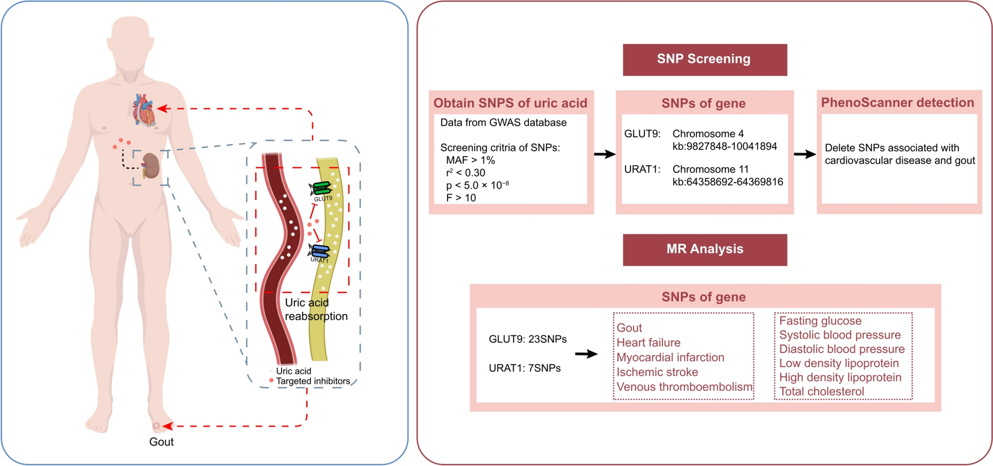 The effects of GLUT9 and URAT1 inhibitors on cardiovascular diseases: a drug-targeted Mendelian randomization study