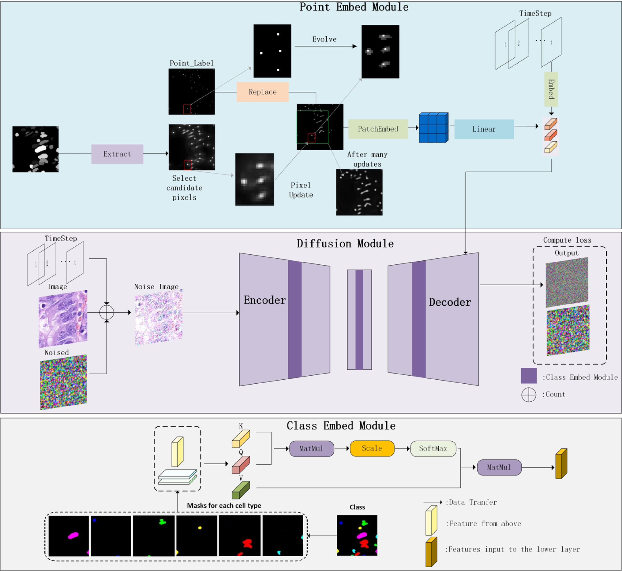 Cell generation with label evolution diffusion and class mask self-attention