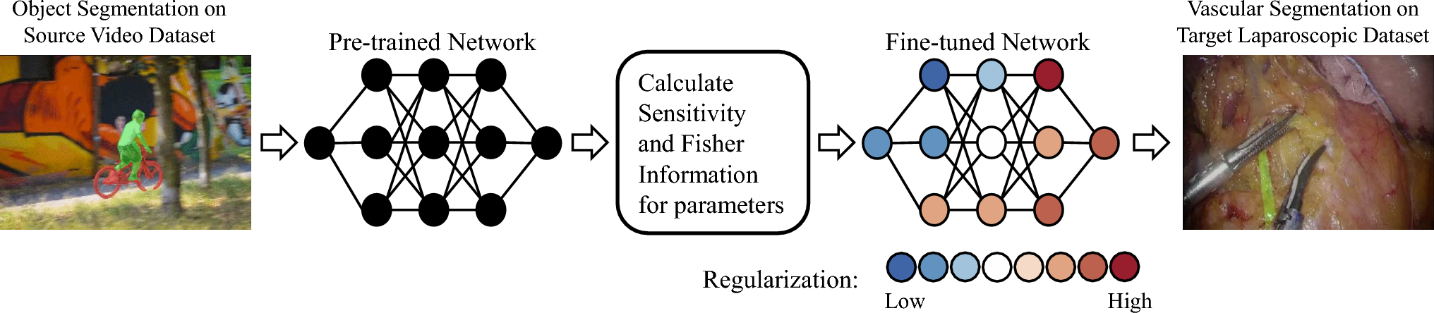 Adaptive sensitivity-fisher regularization for heterogeneous transfer learning of vascular segmentation in laparoscopic videos