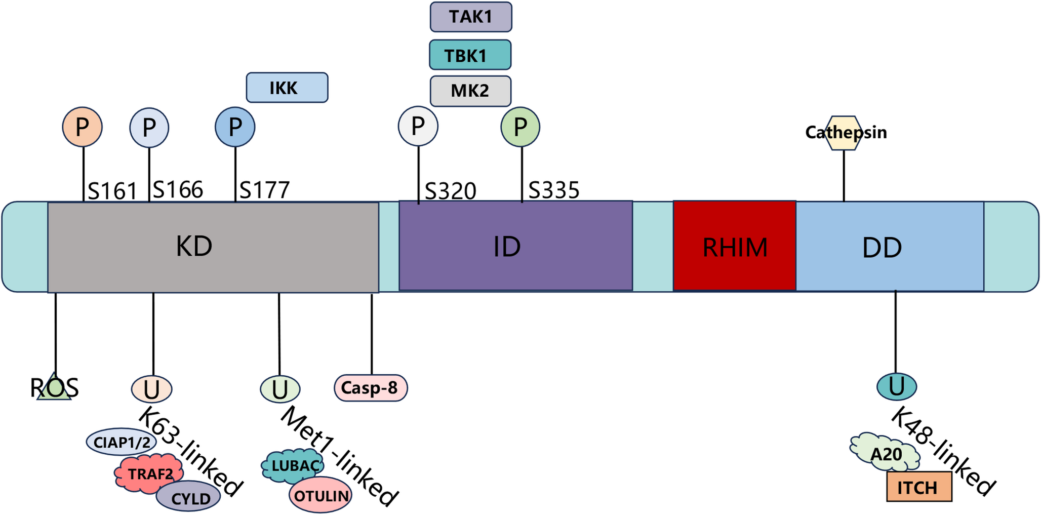 From RIPK1 to Necroptosis: Pathogenic Mechanisms in Neurodegenerative Diseases