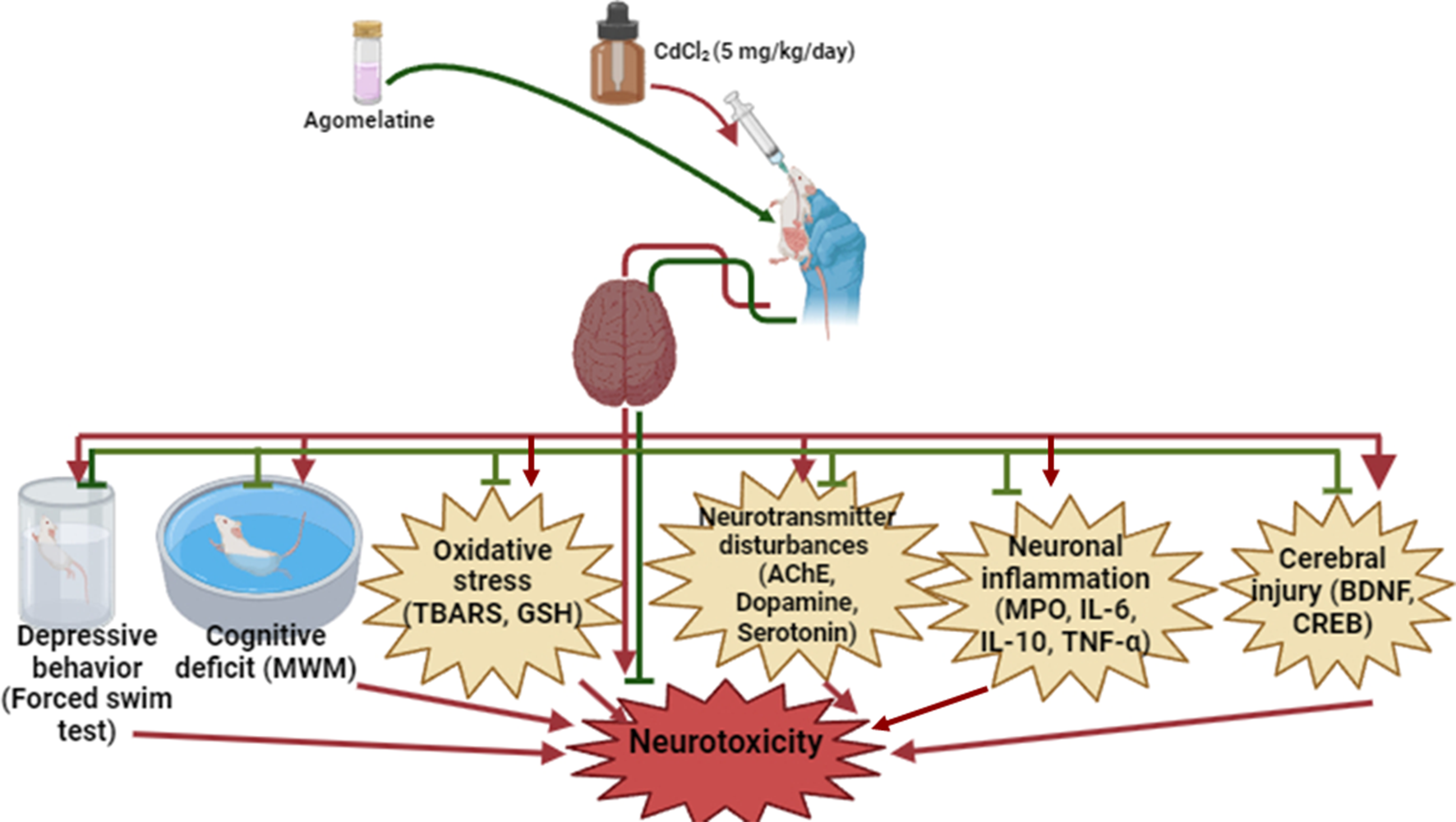 Agonism of MT and MT Receptor Mitigates Oxidative Insult, Neuroinflammation, and Cerebral Injury in Cadmium Chloride Treated Animals
