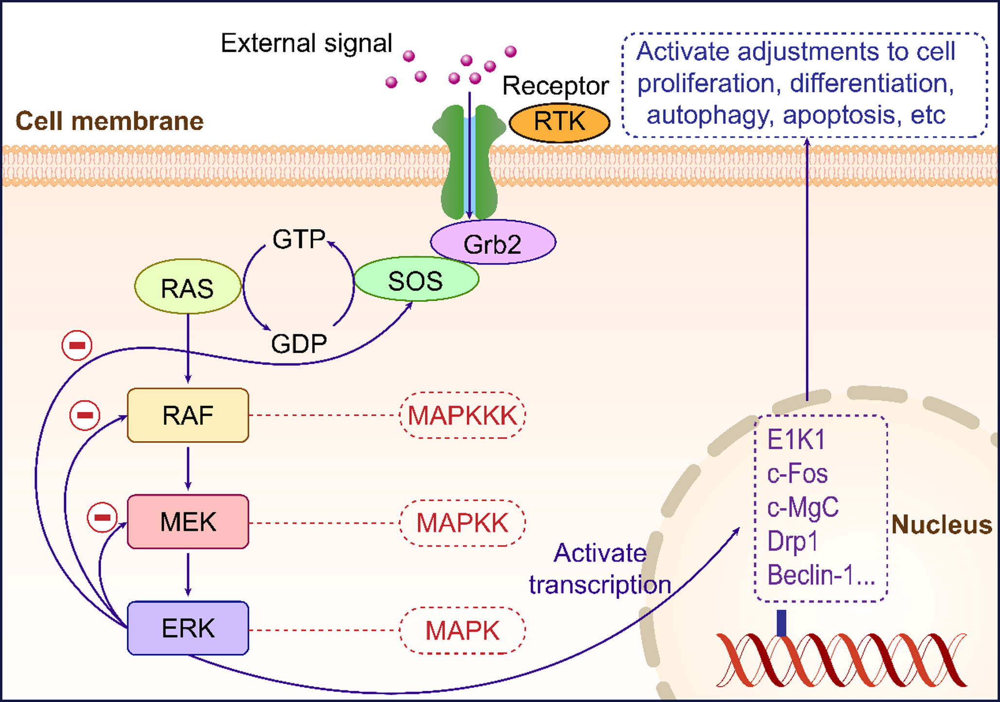 Advances in ERK Signaling Pathway in Traumatic Brain Injury: Mechanisms and Therapeutic Potential