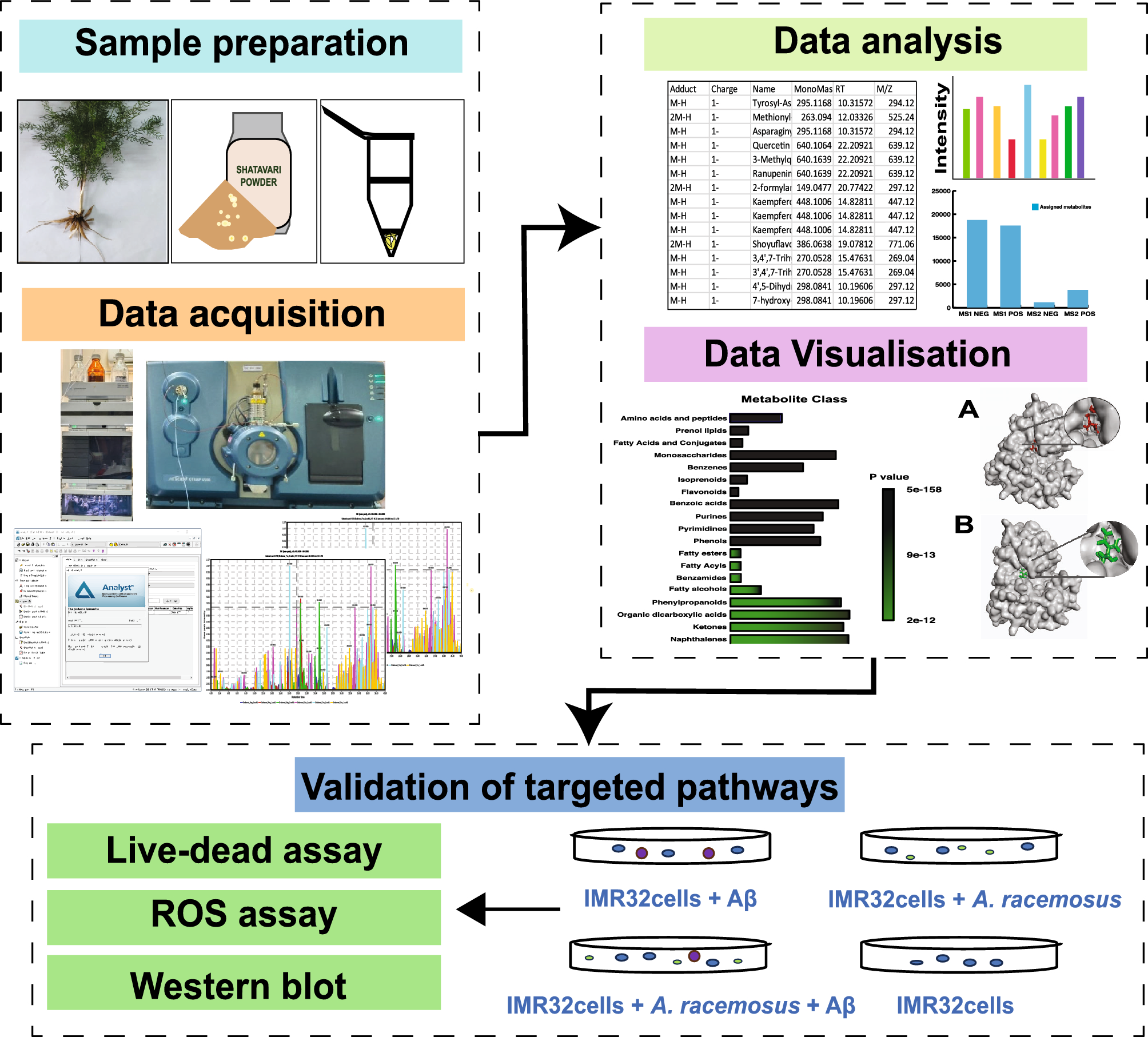 Exploration of  Willd for Alzheimer’s Disease Through Integrated Metabolomics and Network Pharmacology Analyses Targeting BACE1 Protein