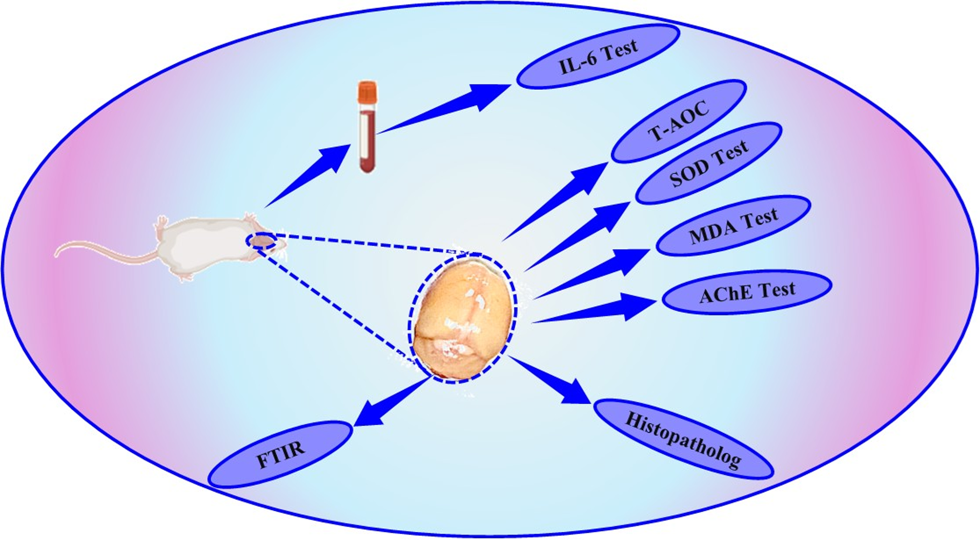 The Neuroprotective Impact of Agomelatine in Preserving Brain Tissue Molecular Structure Against Alzheimer’s Disease Etiology