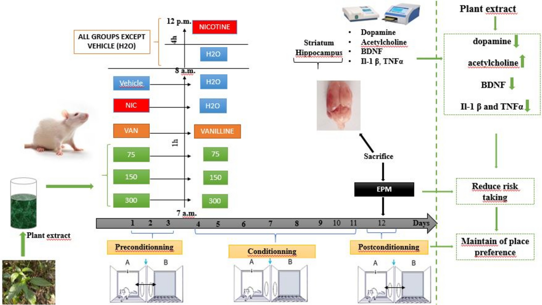 Prevents Nicotine Addiction in Pubescent Adolescent Rats: Evidence on Dopaminergic, Cholinergic, BDNF and Neuroinflammatory Pathways
