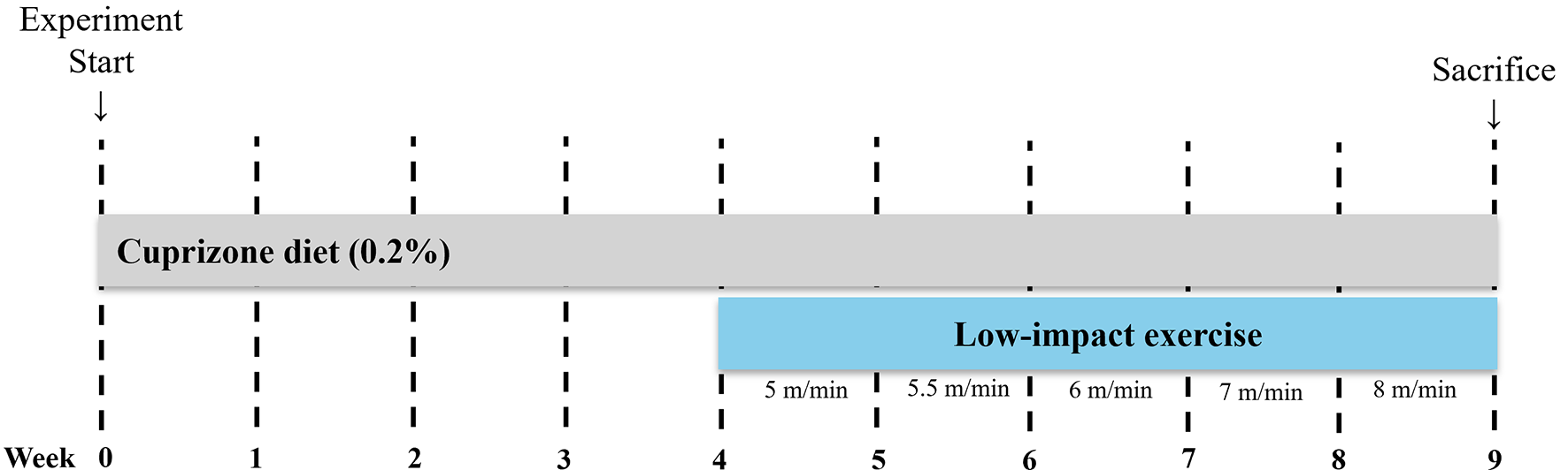 Low-Intensity Physical Exercise is Associated with Improved Myelination and Reduced Microglial Activation in a Cuprizone-Induced Demyelination Model