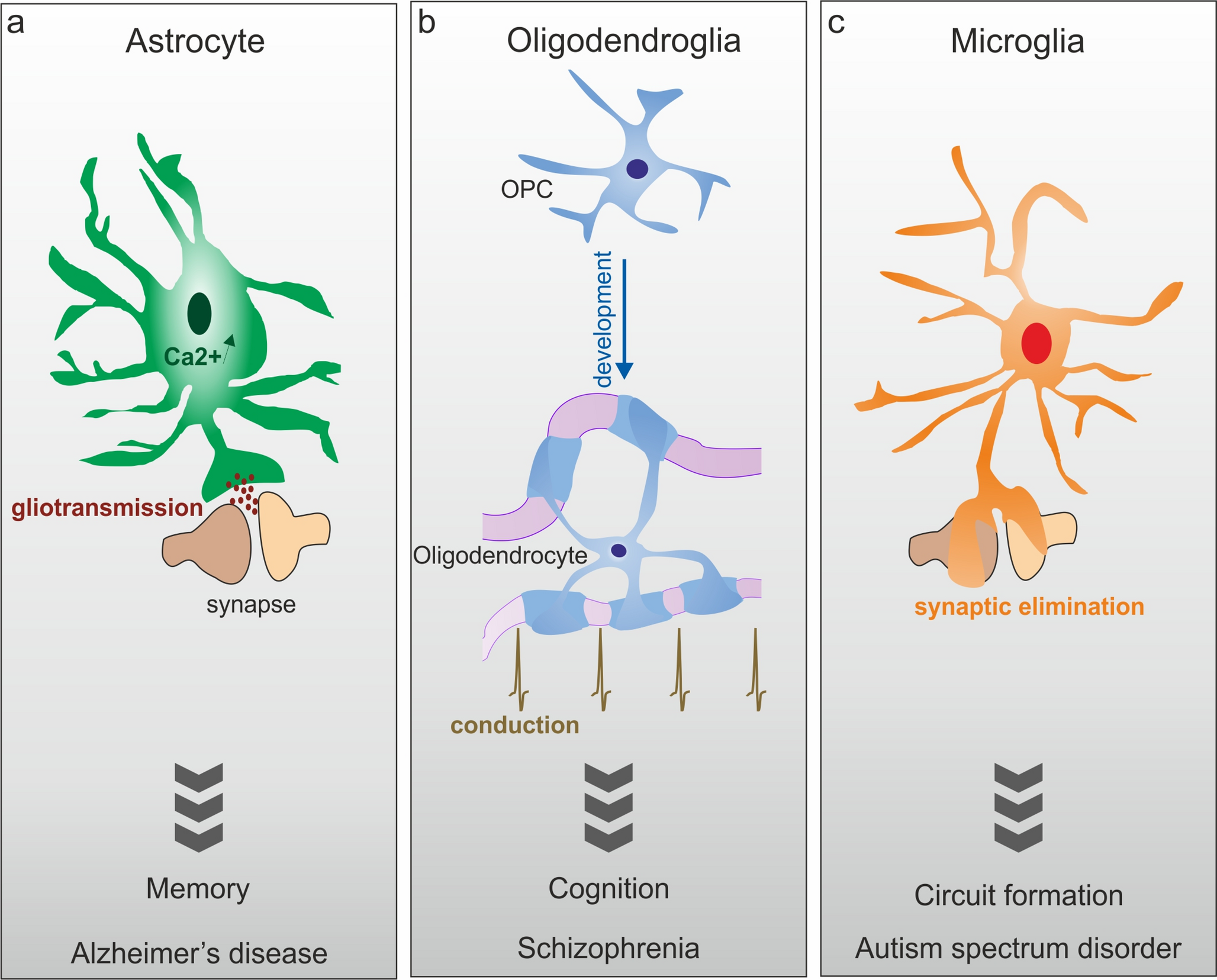 The Power of Neuroglia in Driving Brain Function