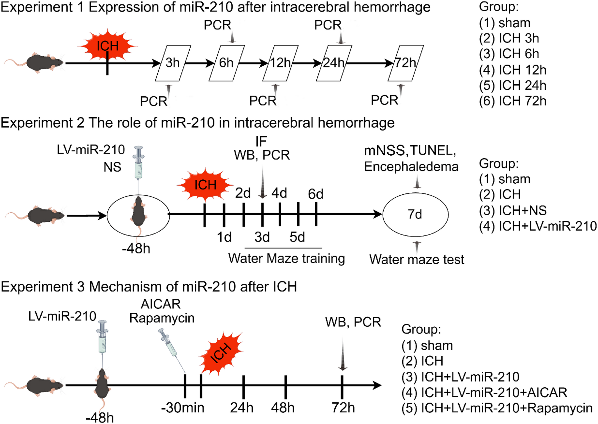 miR-210 Regulates Autophagy Through the AMPK/mTOR Signaling Pathway, Reduces Neuronal Cell Death and Inflammatory Responses, and Enhances Functional Recovery Following Cerebral Hemorrhage in Mice