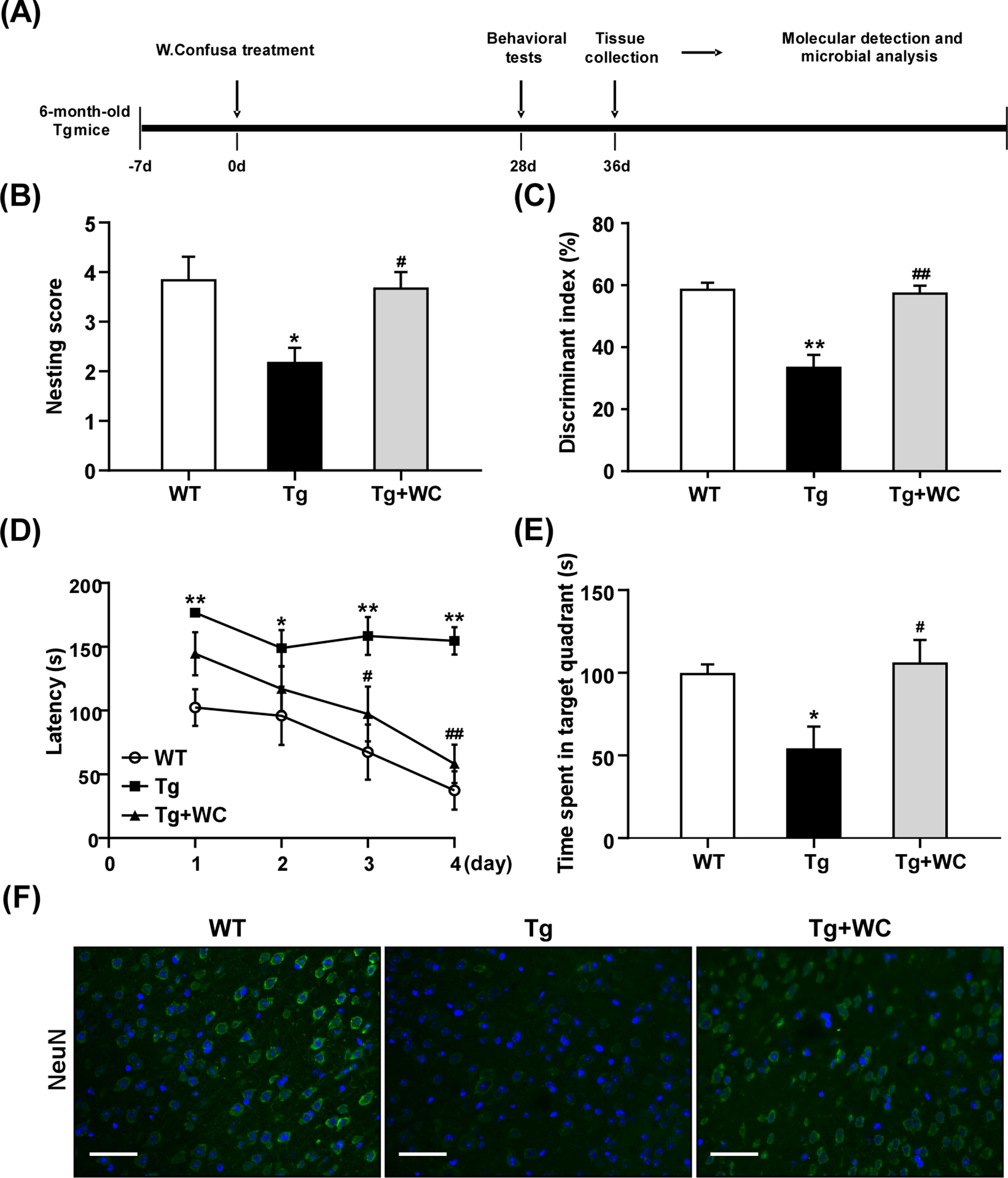 Attenuates Cognitive Deficits in Alzheimer’s Disease by Reducing Oxidative Stress Via the SIRT1/PGC-1α Signaling Pathway