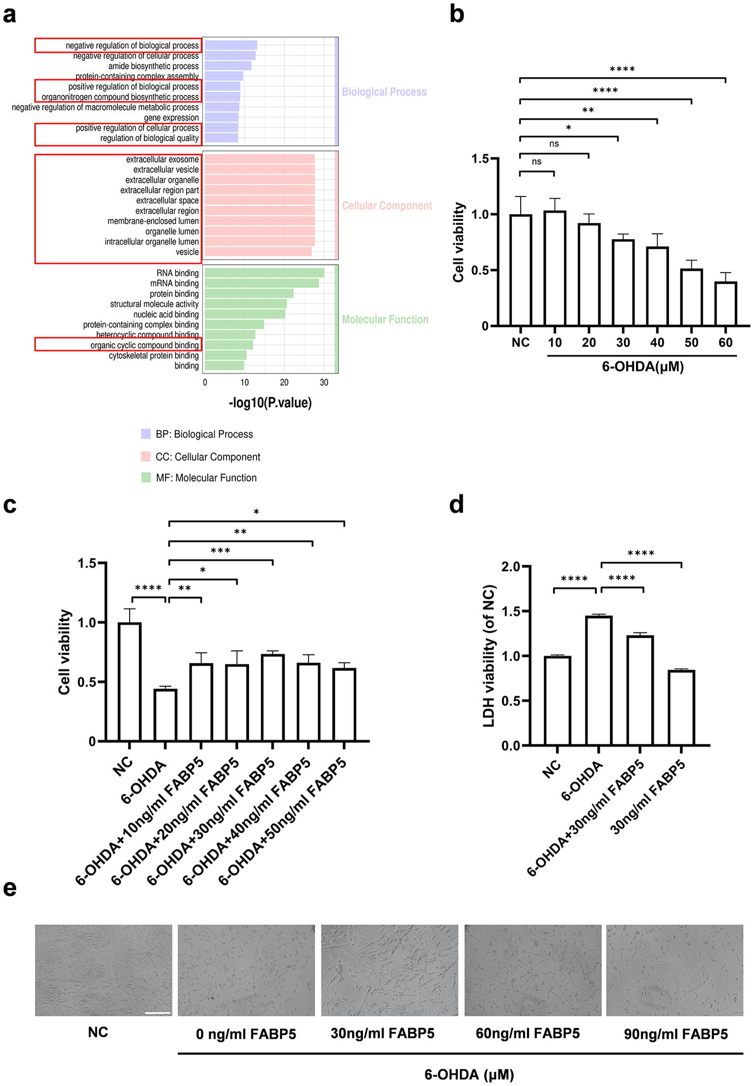 Protective Effect of FABP5 Against 6-OHDA Induced Parkinson’s Disease Via PPARγ/SIRT1/PGC-1α Signaling Pathway