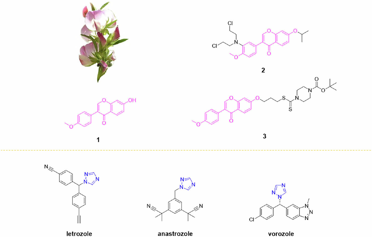 Design and synthesis of formononetin-piperazine hybrids that inhibit the migration and growth of MGC-803 cells