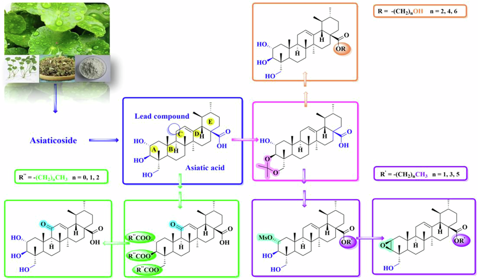 Synthesis, characterization and in vitro antitumor activity of asiatic acid derivatives