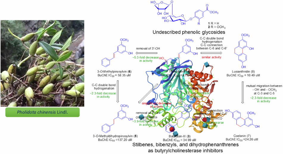 Inhibition potential against butyrylcholinesterase of stilbenes, bibenzyls, and dihydrophenanthrenes from