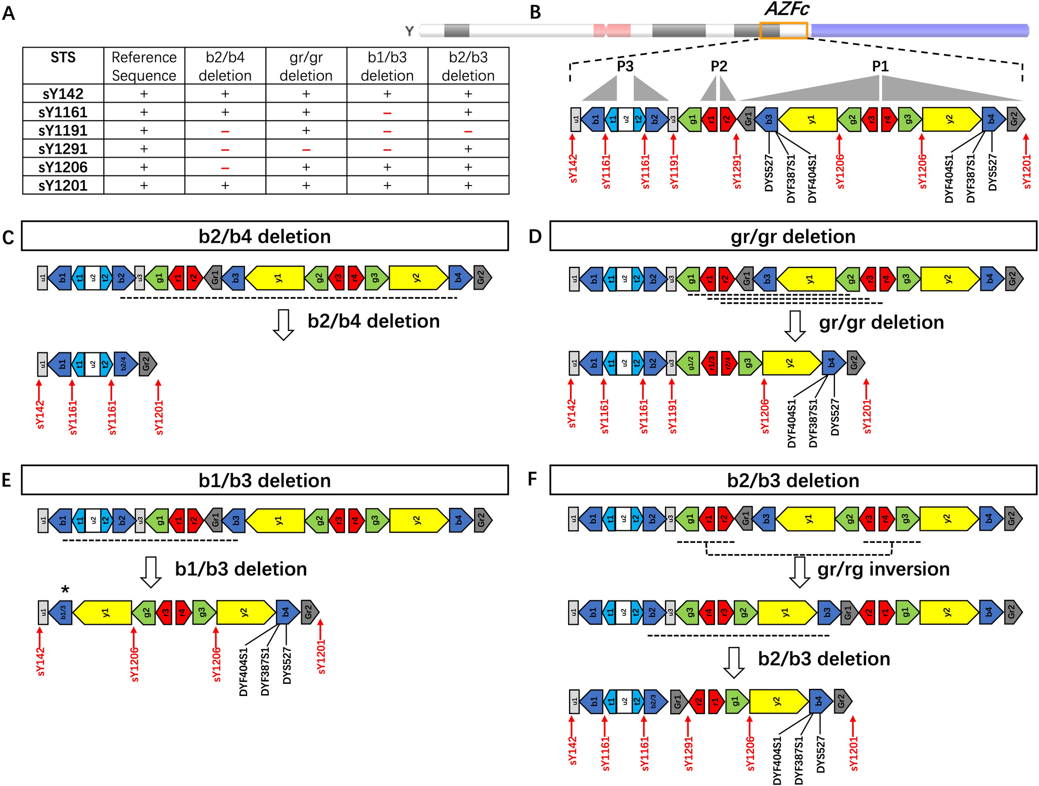 Detection of sequence-tagged sites to reveal mechanisms of multi-step mutations at multi-copy Y-STRs in father-son pairs