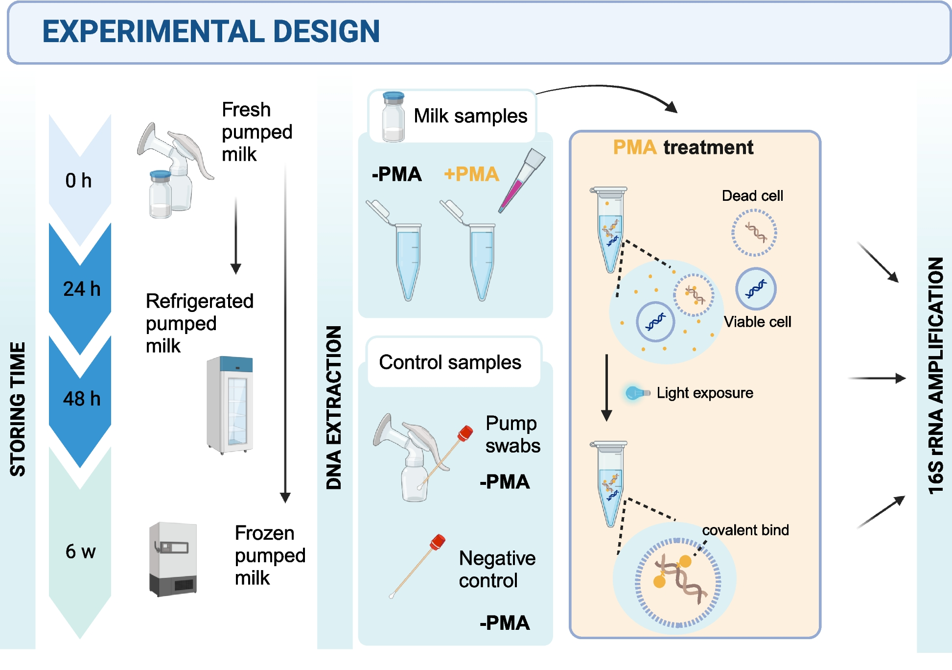 Viable bacterial communities in freshly pumped human milk and their changes during cold storage conditions