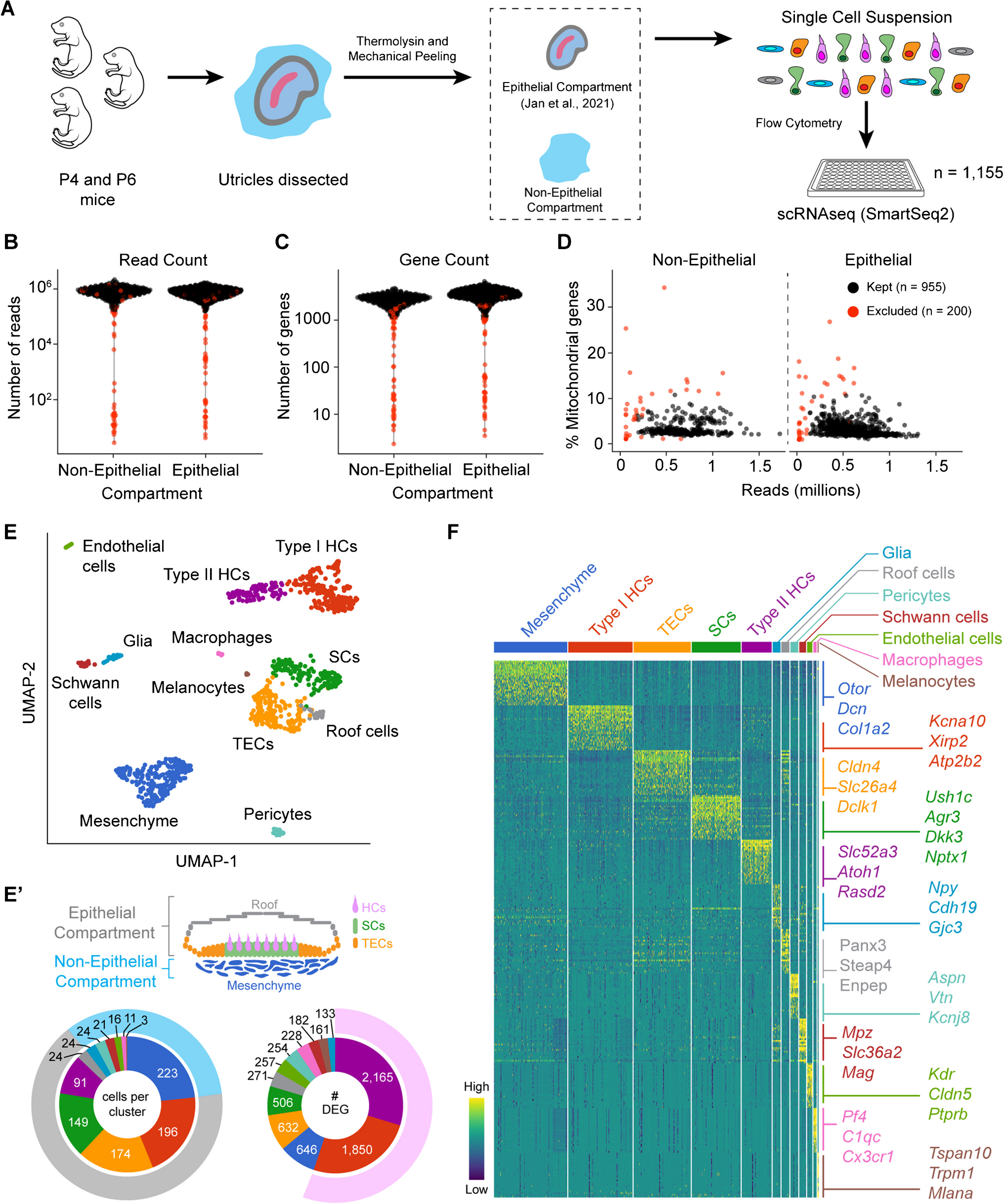 Crosstalk Signaling Between the Epithelial and Non-Epithelial Compartments of the Mouse Inner Ear