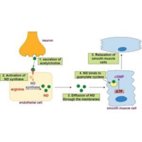 Microcirculation and cardiovascular risk: Diagnostic value and clinical relevance