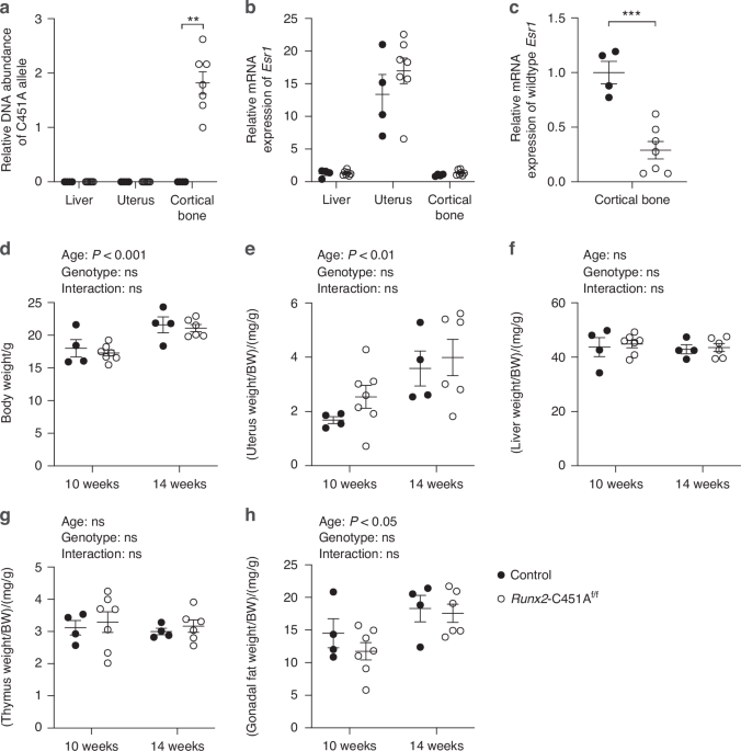 Membrane-initiated estrogen receptor-α signaling in osteoblasts is crucial for normal regulation of the cortical bone in female mice