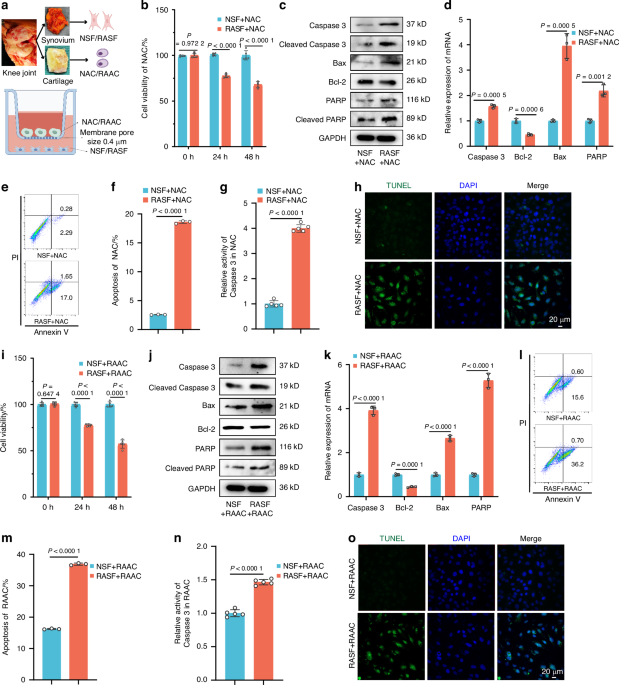 Synovial fibroblast derived small extracellular vesicles miRNA15-29148 promotes articular chondrocyte apoptosis in rheumatoid arthritis