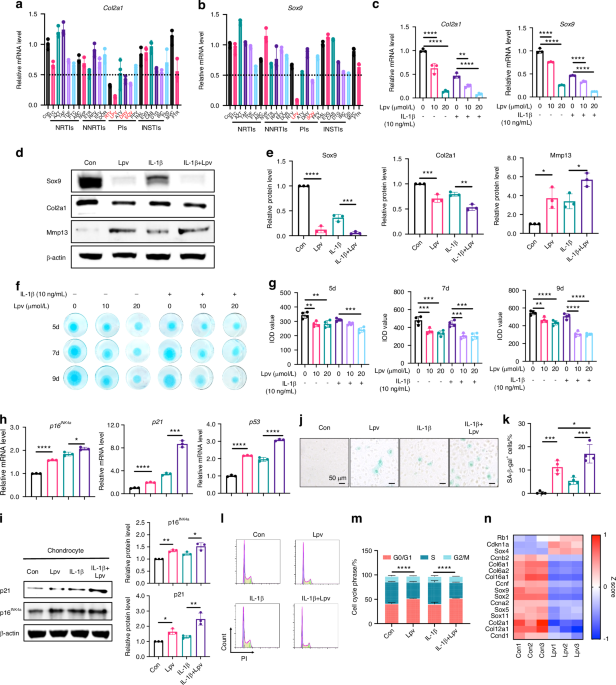 AIDS patients suffer higher risk of advanced knee osteoarthritis progression due to lopinavir-induced Zmpste24 inhibition