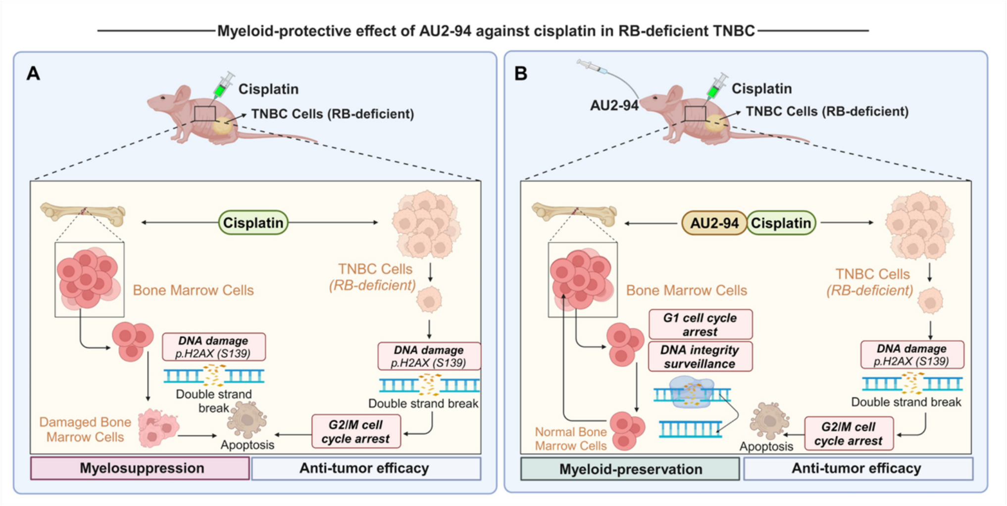 A novel CDK4 inhibitor for myeloid protection in chemotherapy-treated triple-negative breast Cancer